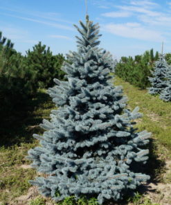 Ель Ольденбург (ЗКС)